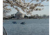 Paddle Boats on Tidal Basin Jefferson Memorial-Photo Credit courtesty of washington org
Paddle Boats on Tidal Basin Jefferson Memorial-Photo Credit courtesty of washington org